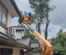 特殊伐採