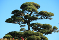 伸び切った木の枝の手入れ
